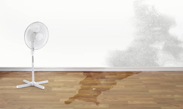 Best Water damage restoration near me  in Bayard, NM